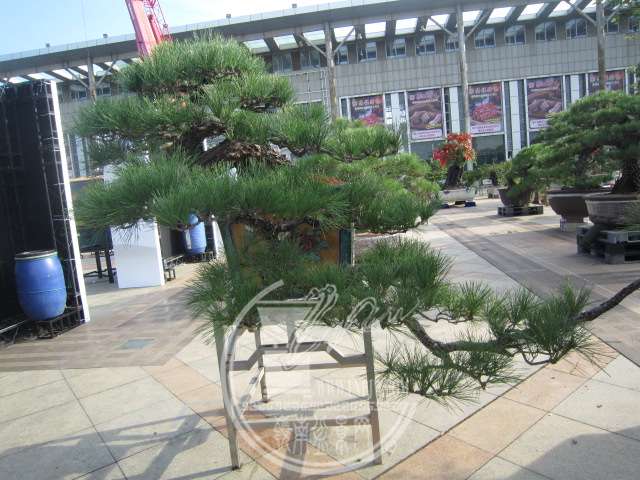 IMG_9712.JPG