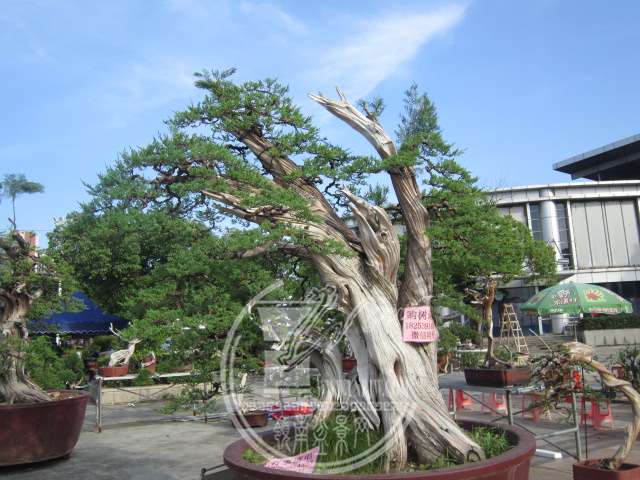 IMG_9749.JPG