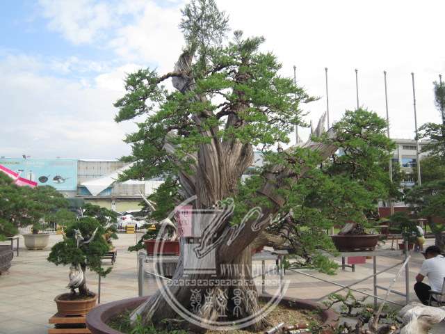 IMG_0009.JPG