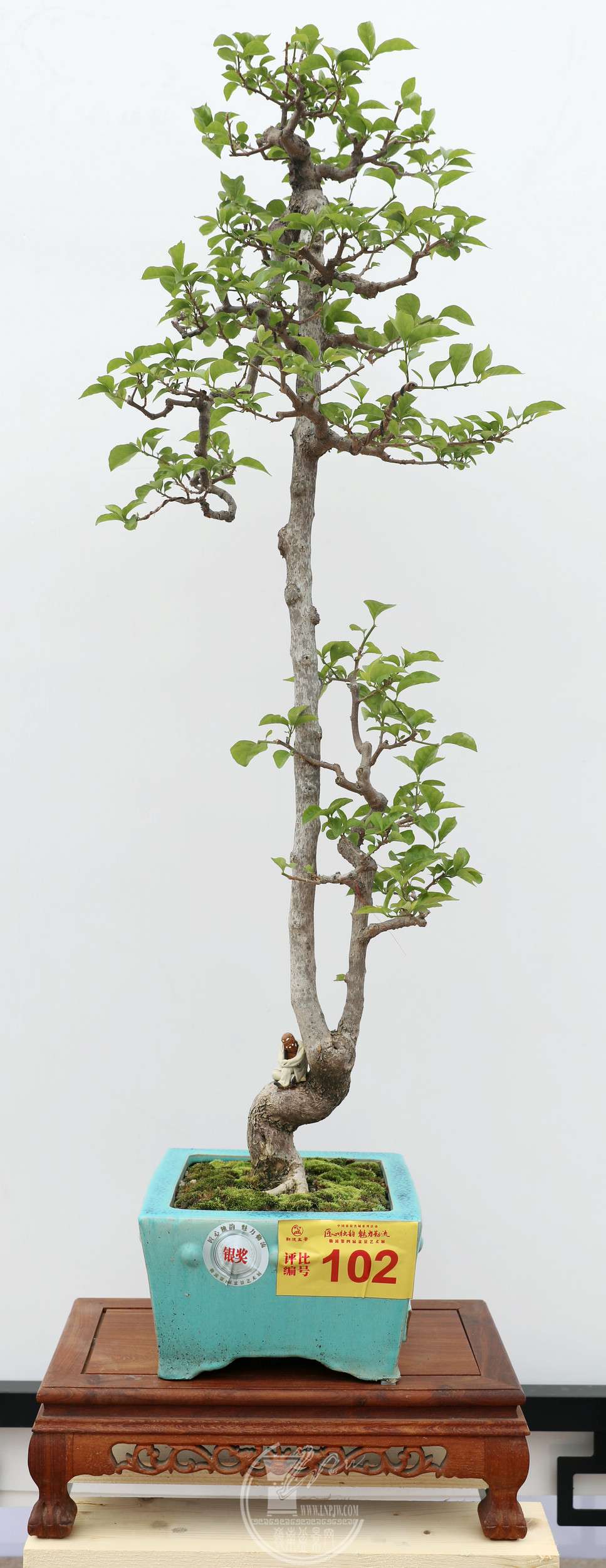 ���ߣ��������֣�����÷�����40��106 cm,��������ĸ���ӡ�1A4A2061.jpg